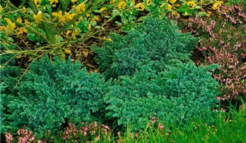 Zum Vergrößern klicken Bildvorschau