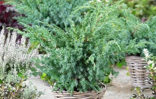 Wacholder 'Blue Swede' Wacholder 'Blue Swede'