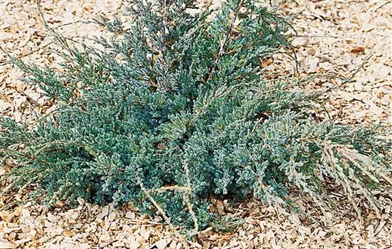 Zwergwacholder 'Holger' Zwergwacholder 'Holger'