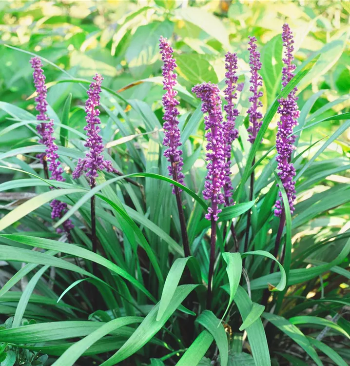 Träubel-Glöckchentraube