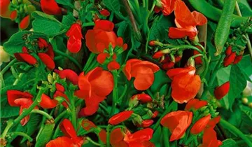 Zum Vergrößern klicken Bildvorschau