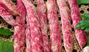 Zum Vergrößern klicken Bildvorschau