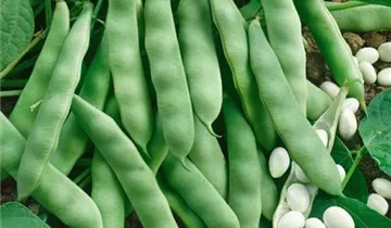 Zum Vergrößern klicken Bildvorschau