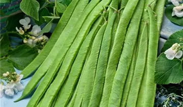 Zum Vergrößern klicken Bildvorschau