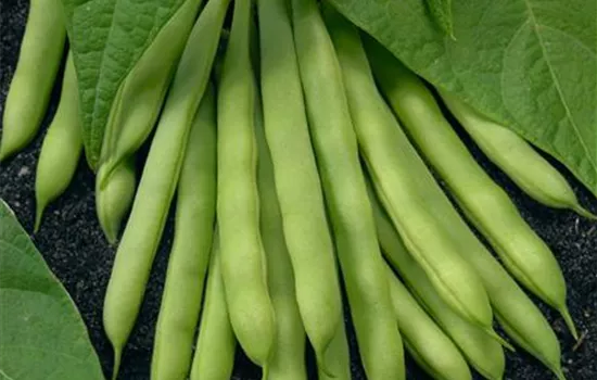 Buschbohne Buschbohne