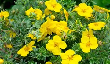 Zum Vergrößern klicken Bildvorschau