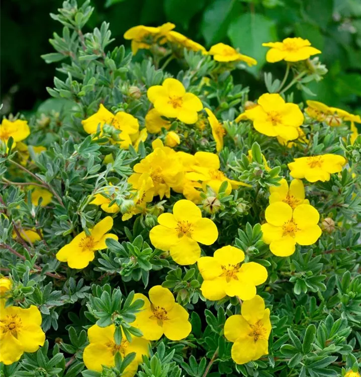 Gemeiner Fingerstrauch Gemeiner Fingerstrauch