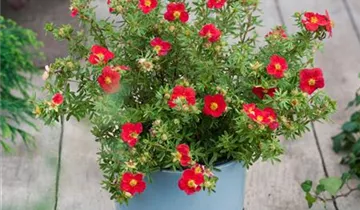 Zum Vergrößern klicken Bildvorschau