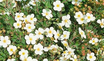 Zum Vergrößern klicken Bildvorschau