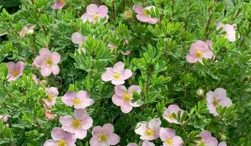 Zum Vergrößern klicken Bildvorschau