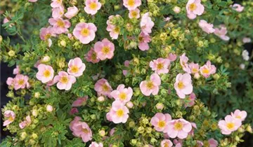 Zum Vergrößern klicken Bildvorschau