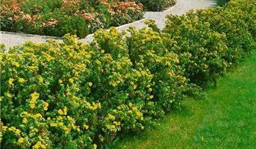 Zum Vergrößern klicken Bildvorschau