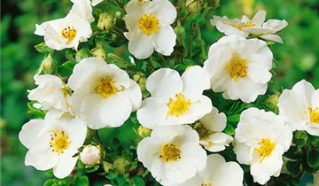 Zum Vergrößern klicken Bildvorschau