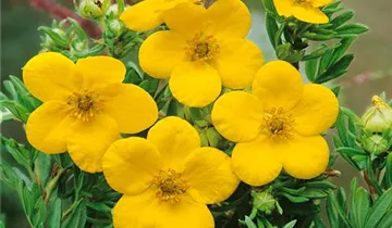 Zum Vergrößern klicken Bildvorschau