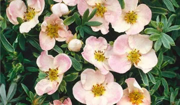 Zum Vergrößern klicken Bildvorschau