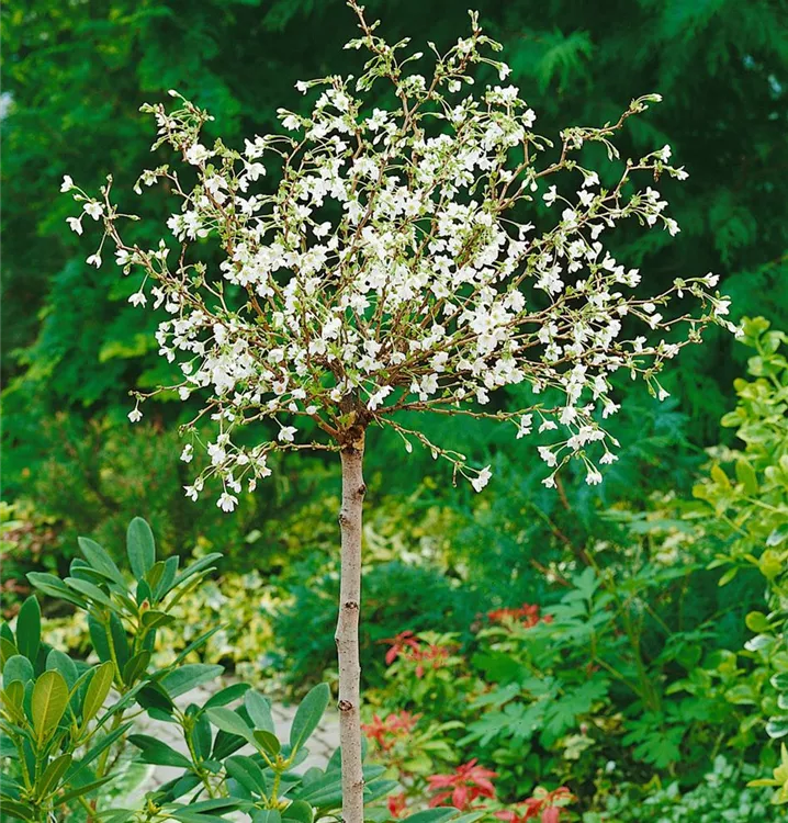 Fuji-Kirsche 'Kojou-no-mai', Stamm