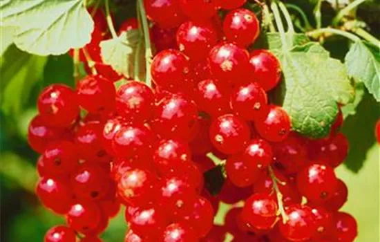 Rote Johannisbeere Rote Johannisbeere