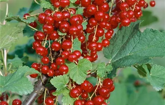 Johannisbeere 'Jonkheer van Tets' Johannisbeere 'Jonkheer van Tets'