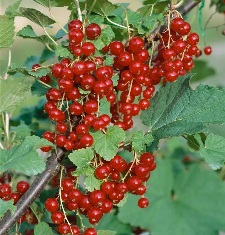 Johannisbeere 'Jonkheer van Tets'