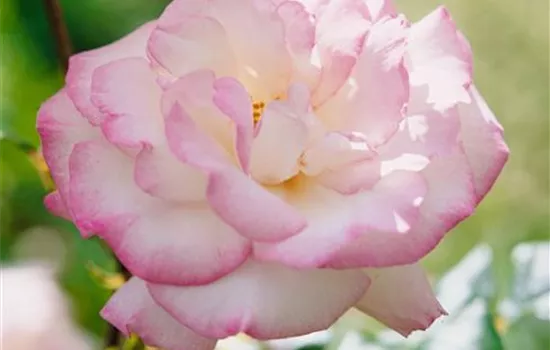 Strauchrose 'Händel'®