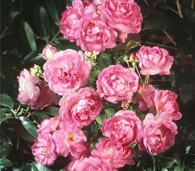 Kletterrose 'Jasmina'®