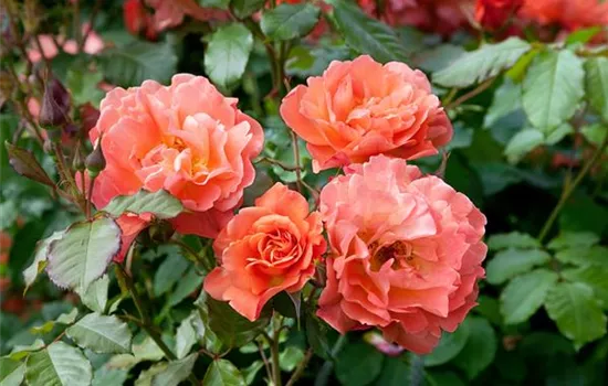 Strauchrose 'Westerland'®