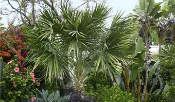 Zum Vergrößern klicken Bildvorschau