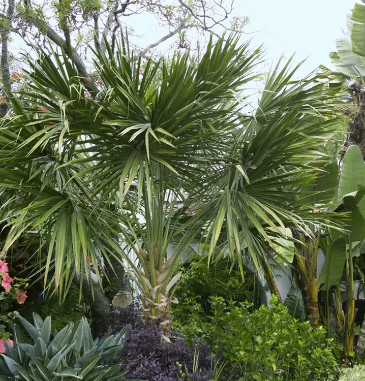 Mexikanische Washingtonpalme Mexikanische Washingtonpalme