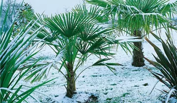 Zum Vergrößern klicken Bildvorschau