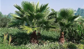 Zum Vergrößern klicken Bildvorschau