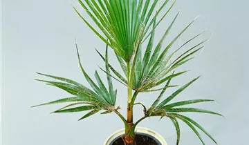 Zum Vergrößern klicken Bildvorschau