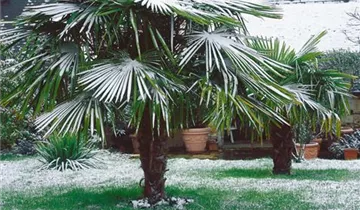 Zum Vergrößern klicken Bildvorschau