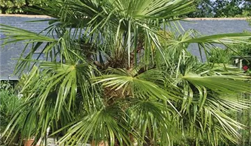 Zum Vergrößern klicken Bildvorschau