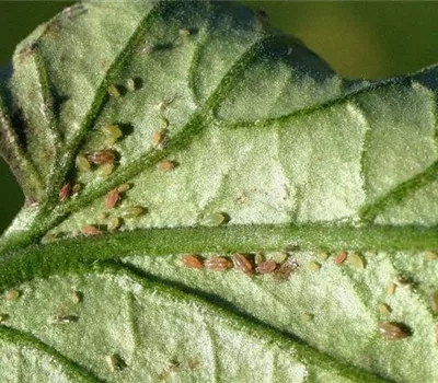 Blattläuse an Tomaten Blattläuse an Tomaten