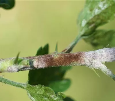 Echter Mehltau an Stachelbeeren Echter Mehltau an Stachelbeeren