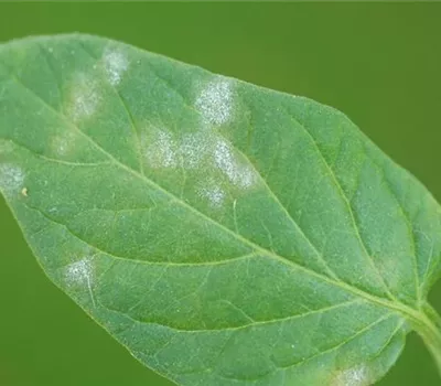 Echter Mehltau an Tomaten Echter Mehltau an Tomaten