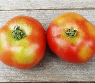 Grünkragen an Tomaten Grünkragen an Tomaten