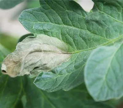 Kraut- und Braunfäule an Tomaten Kraut- und Braunfäule an Tomaten