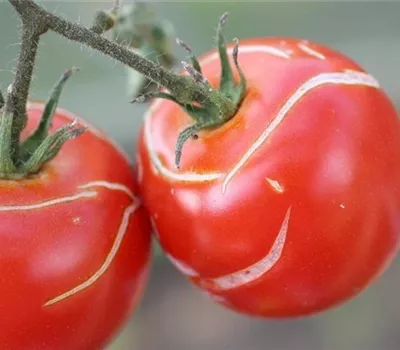Platzen der Tomatenfrüchte Platzen der Tomatenfrüchte
