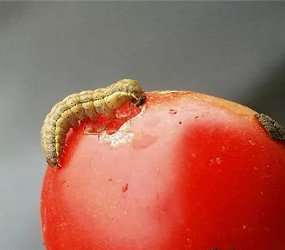Raupenfraß an Tomaten Raupenfraß an Tomaten