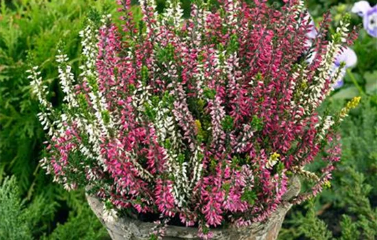 Knospenheide Beauty Ladies® 'Longlife'