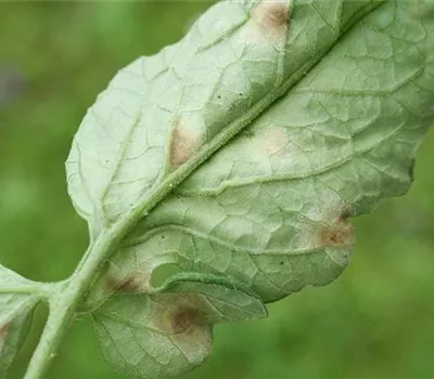 Samtfleckenkrankheit an Tomaten Samtfleckenkrankheit an Tomaten
