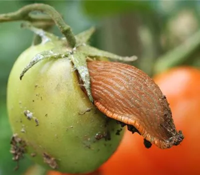 Schnecken an Tomaten Schnecken an Tomaten