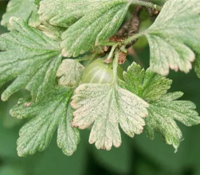 Spinnmilben an Stachelbeeren Spinnmilben an Stachelbeeren