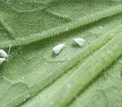 Weiße Fliege an Tomaten Weiße Fliege an Tomaten