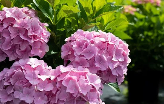 Die richtige Hortensienpflege für das schönste Blütenmeer Die richtige Hortensienpflege für das schönste Blütenmeer