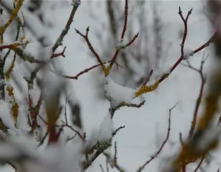 Winterschutz für Pflanzen – So geht´s gesund durch den Winter