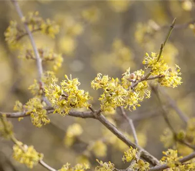 Frühblühende Gehölze starten in den Frühling Frühblühende Gehölze starten in den Frühling