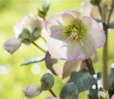 Christrose und Lenzrose