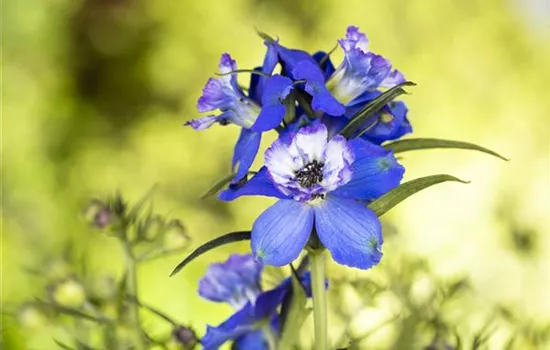 Blumenbeete in Blau und Violett